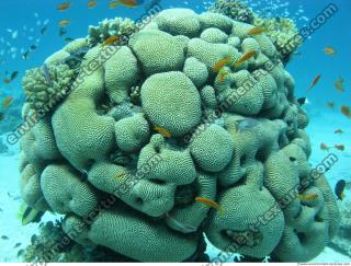 Brain coral Diploria cerebriformis 2